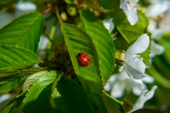 Spring Branch with Ladybug Background - High-quality free Photo from FreeArtBackgrounds.com