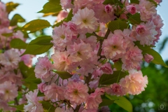 Spring Cherry Blossom Background - High-quality free Photo from FreeArtBackgrounds.com