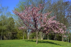 Spring Pink Tree Background - High-quality free Photo from FreeArtBackgrounds.com