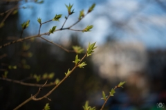 
Spring Tree Background