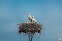 Stork Nest Background - High-quality free Photo from FreeArtBackgrounds.com