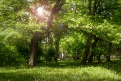 
Sun Rays between the Trees Background
