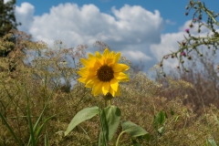 Sunflower Background  - High-quality free Photo from FreeArtBackgrounds.com