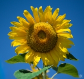Sunflower Blue Background  - High-quality free Photo from FreeArtBackgrounds.com