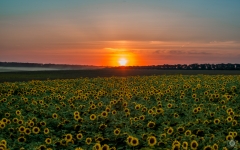 Sunflower Sunset Background  - High-quality free Photo from FreeArtBackgrounds.com
