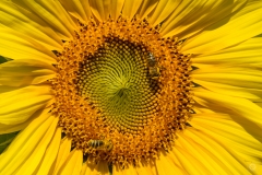 Sunflower with Bee Background - High-quality free Photo from FreeArtBackgrounds.com