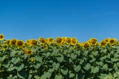 Sunflowers Background - High-quality free Photo from FreeArtBackgrounds.com
