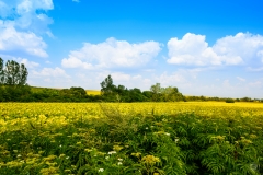 Sunflowers Field Background  - High-quality free Photo from FreeArtBackgrounds.com
