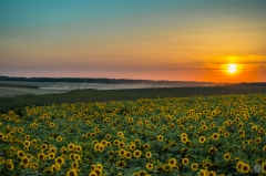 Sunflowers at Sunset Background - High-quality free Photo from FreeArtBackgrounds.com
