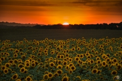 Sunset Over Field With Sunflowers Background - High-quality free Photo from FreeArtBackgrounds.com