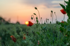 Sunset Over Poppies Background  - High-quality free Photo from FreeArtBackgrounds.com