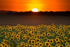 Sunset Over a Field of Sunflowers Background  - High-quality free Photo from FreeArtBackgrounds.com