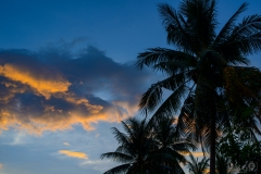 Sunset Palms Background