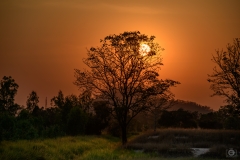 Sunset Tree Background - High-quality free Photo from FreeArtBackgrounds.com