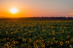 Sunset from Sunflower Field Background - High-quality free Photo from FreeArtBackgrounds.com