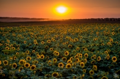Sunset over Sunflower Field Background