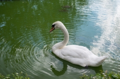 
Swan Floating on the Water Background