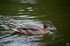Swimming Duck Background