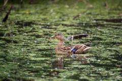 Swimming Female Mallard Duck in Marsh Background  - High-quality free Photo from FreeArtBackgrounds.com