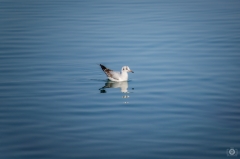 Swimming Seagull Background  - High-quality free Photo from FreeArtBackgrounds.com