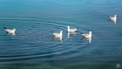 Swimming Seagulls Background - High-quality free Photo from FreeArtBackgrounds.com