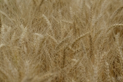 Texture of Wheat - High-quality free Photo from FreeArtBackgrounds.com