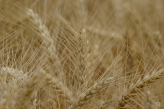 Texture of Wheat Field - High-quality free Photo from FreeArtBackgrounds.com