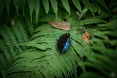 The Common Archduke Butterfly Background