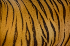 Tiger Skin Texture - High-quality free Photo from FreeArtBackgrounds.com