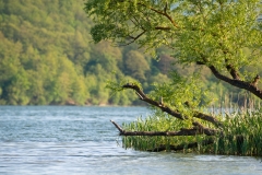 
Tree Branches Hanging Above Lake Background