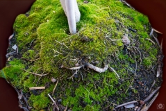 
Tree Roots in Pot Background