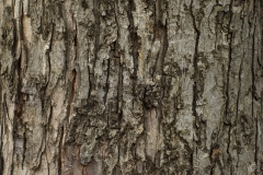 Tree Texture - High-quality free Photo from FreeArtBackgrounds.com