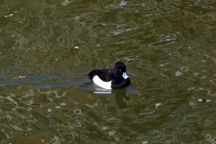 Tufted Duck Background - High-quality free Photo from FreeArtBackgrounds.com