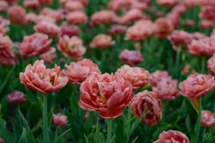 Tulip Garden Background - High-quality free Photo from FreeArtBackgrounds.com