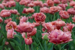 Tulips Background - High-quality free Photo from FreeArtBackgrounds.com