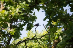 
Turdus Merula on a Tree Background