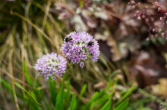 Two Bombus Bees On Allium Flower Background  - High-quality free Photo from FreeArtBackgrounds.com