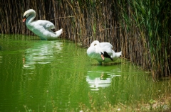 Two White Swan In Pond Background  - High-quality free Photo from FreeArtBackgrounds.com