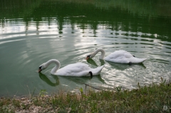 Two White Swans Drinking Water in Lake Background  - High-quality free Photo from FreeArtBackgrounds.com
