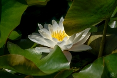 Water Lily Background - High-quality free Photo from FreeArtBackgrounds.com