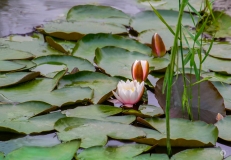 Water Lily Background  - High-quality free Photo from FreeArtBackgrounds.com
