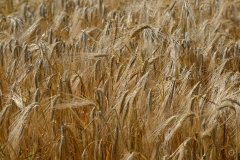 Wheat Ears Texture  - High-quality free Photo from FreeArtBackgrounds.com