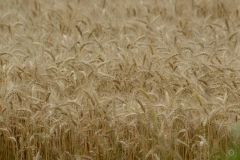 Wheat Field Texture - High-quality free Photo from FreeArtBackgrounds.com