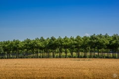 Wheat Field and Row of Trees Background - High-quality free Photo from FreeArtBackgrounds.com
