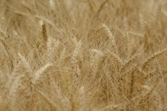 Wheat Texture  - High-quality free Photo from FreeArtBackgrounds.com