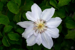White Clematis Background - High-quality free Photo from FreeArtBackgrounds.com
