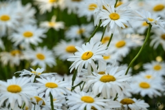 White Daisies Background - High-quality free Photo from FreeArtBackgrounds.com