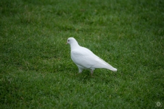 White Dove and Grass Background - High-quality free Photo from FreeArtBackgrounds.com