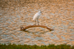 White Heron at Sunset Lake Background - High-quality free Photo from FreeArtBackgrounds.com