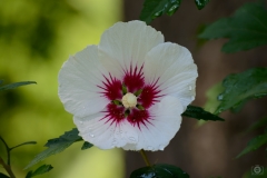 White Hibiscus Background